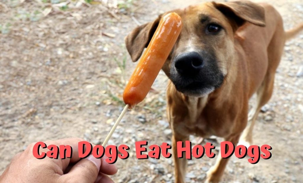 Can Dogs Eat Hot Dogs