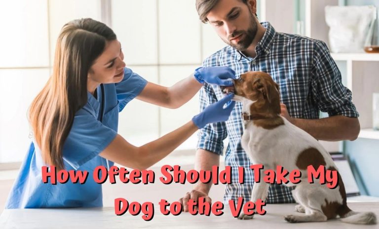 How Often Should I Take My Dog to the Vet