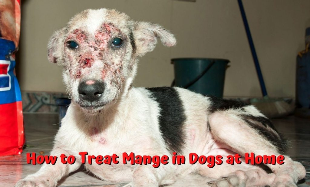 How to Treat Mange in Dogs at Home
