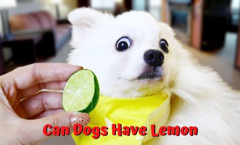can dogs have lemon