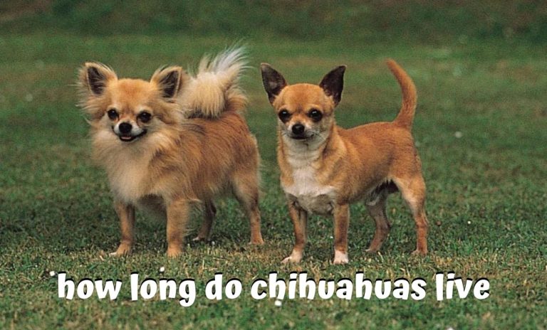 how long do chihuahuas live