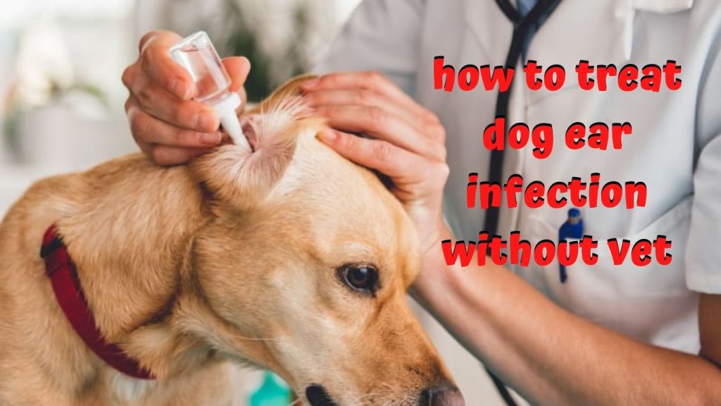 how to treat dog ear infection without vet