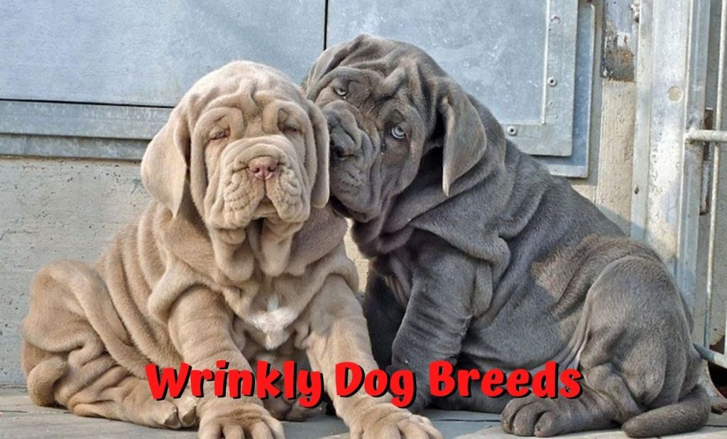 wrinkly dog